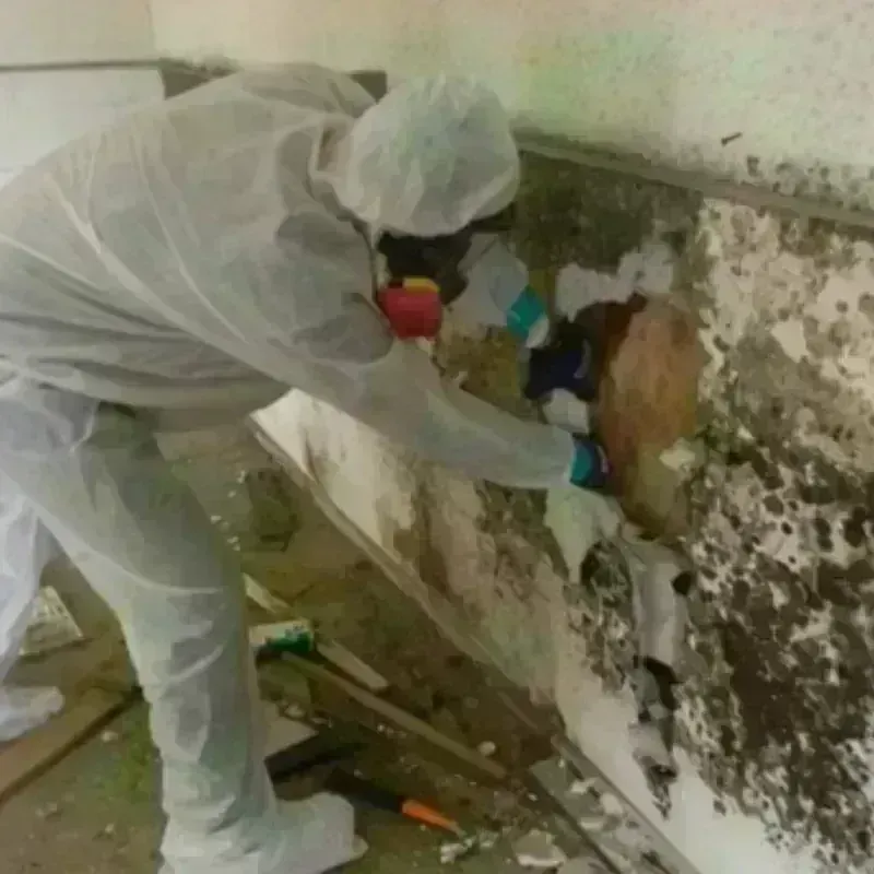 Mold Remediation and Removal in Shelby, MS